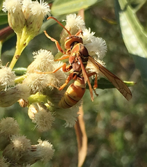 Polistes dorsalis californicus