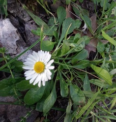 Bellis perennis