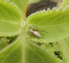 Oxyopes sertatus