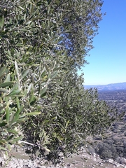 Olea europaea europaea