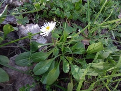 Bellis perennis