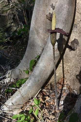 Amorphophallus perrieri image