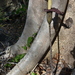 Amorphophallus perrieri - Photo (c) CORDENOS Thierry, some rights reserved (CC BY-NC), uploaded by CORDENOS Thierry