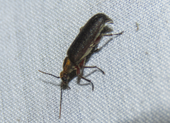 Eurygeniinae