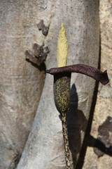 Image of Amorphophallus perrieri