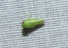 Iassinae