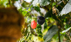 Diglossa albilatera