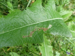 Liriomyza taraxaci