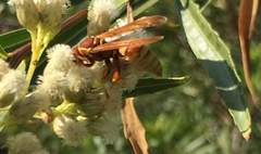 Polistes dorsalis californicus