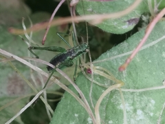 Phaneroptera sparsa