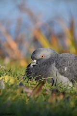 Columba livia domestica