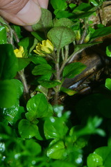 Lysimachia japonica