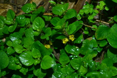 Lysimachia japonica