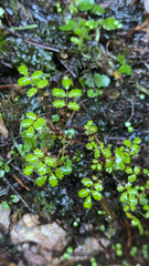 Acaena anserinifolia