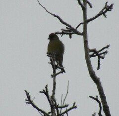 Chloris chloris