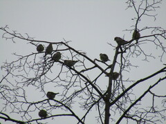 Chloris chloris
