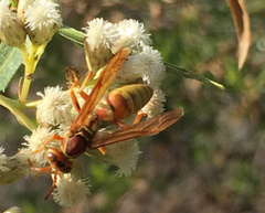 Polistes dorsalis californicus