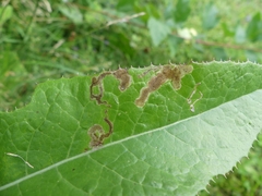 Liriomyza taraxaci