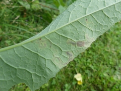 Liriomyza taraxaci