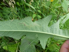 Liriomyza taraxaci
