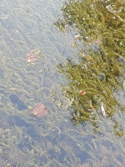 Elodea canadensis