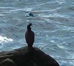 Phalacrocorax carbo sinensis