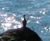 Phalacrocorax carbo sinensis