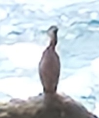 Phalacrocorax carbo sinensis