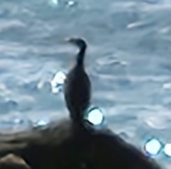 Phalacrocorax carbo sinensis