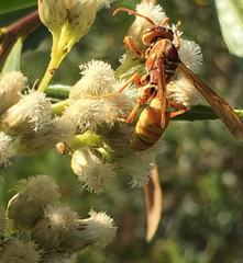 Polistes dorsalis californicus