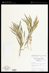 Dichanthelium praecocius