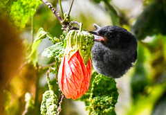 Diglossa albilatera