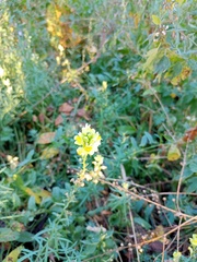 Linaria vulgaris