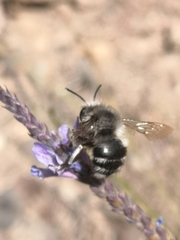 Anthophora alluaudi