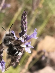 Anthophora alluaudi