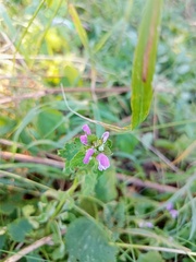 Lamium maculatum