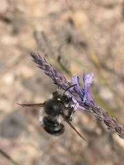 Anthophora alluaudi