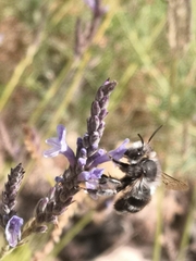 Anthophora alluaudi