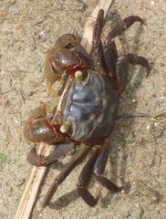 Parasesarma catenatum