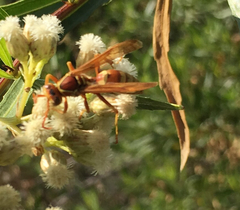 Polistes dorsalis californicus