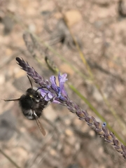 Anthophora alluaudi