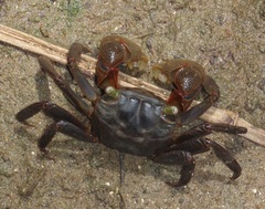 Parasesarma catenatum