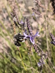 Anthophora alluaudi