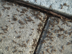 Tetramorium
