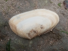 Amarilladesma mactroides