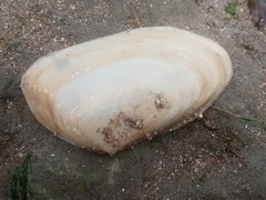 Amarilladesma mactroides