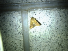 Helicoverpa armigera