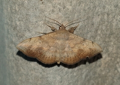 Anticarsia irrorata