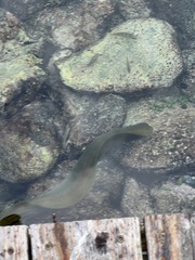 Gymnothorax funebris