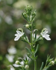 Teucrium trifidum